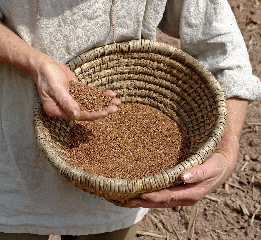 flax seed 1